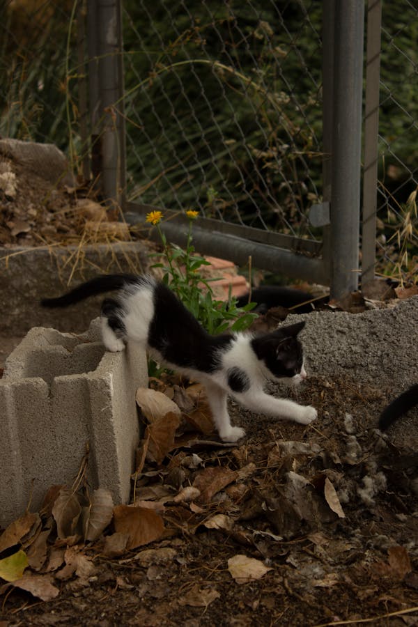 Zarpas y Colmillos, protectora, animales, adopción, perros, gatos, madrid, leganés, adopta