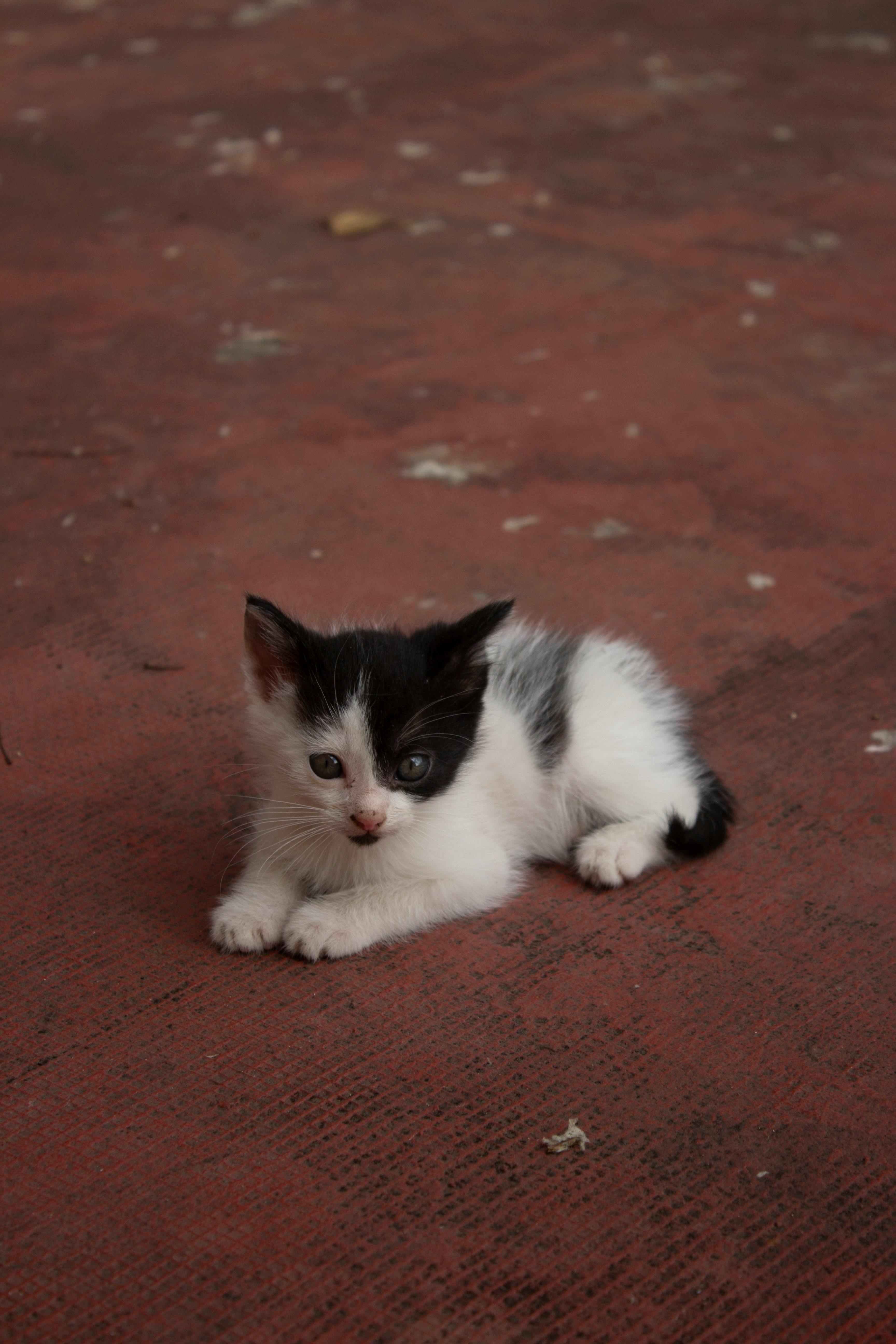 Zarpas y Colmillos, protectora, animales, adopción, perros, gatos, madrid, leganés, adopta