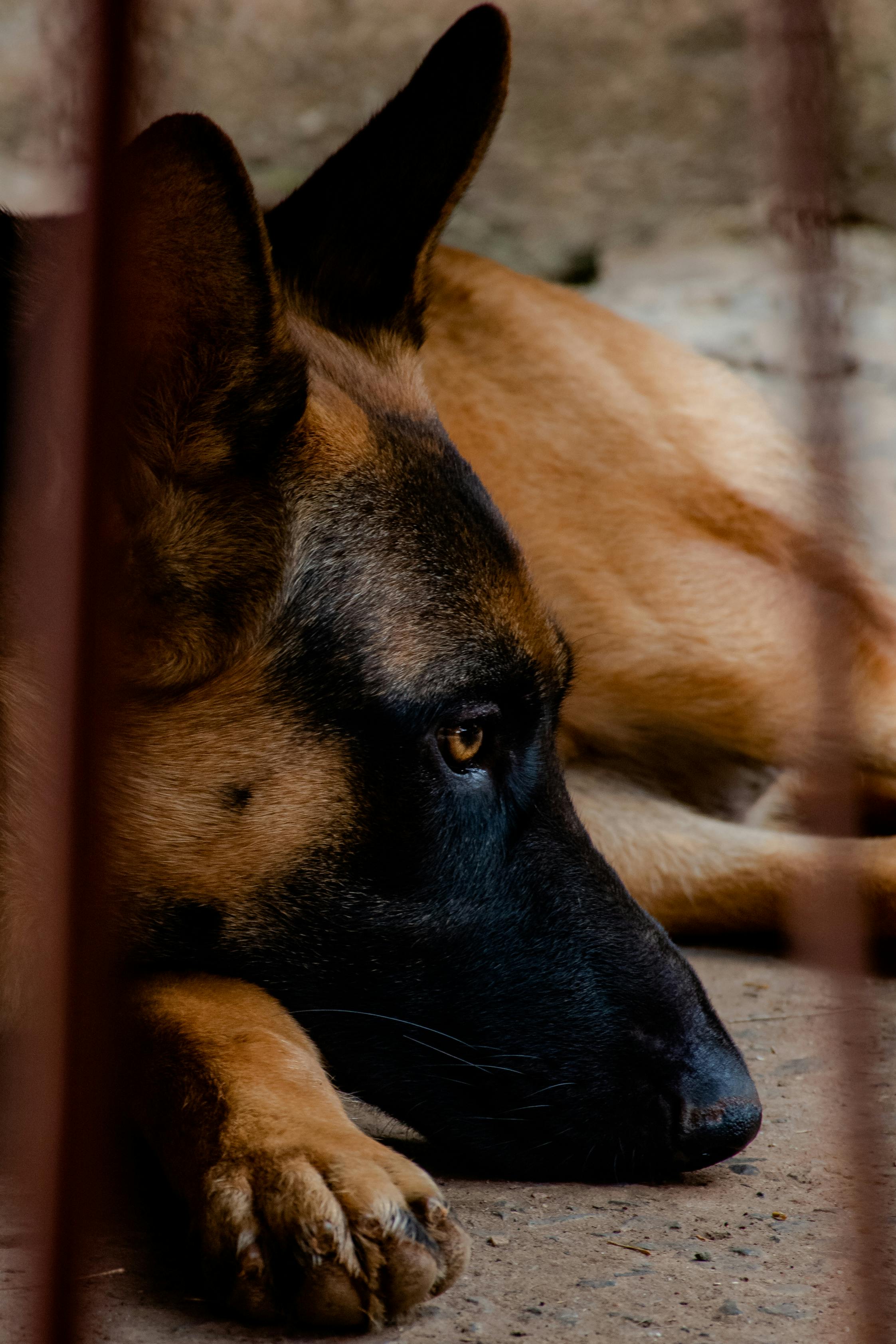 Zarpas y Colmillos, protectora, animales, adopción, perros, gatos, madrid, leganés, adopta