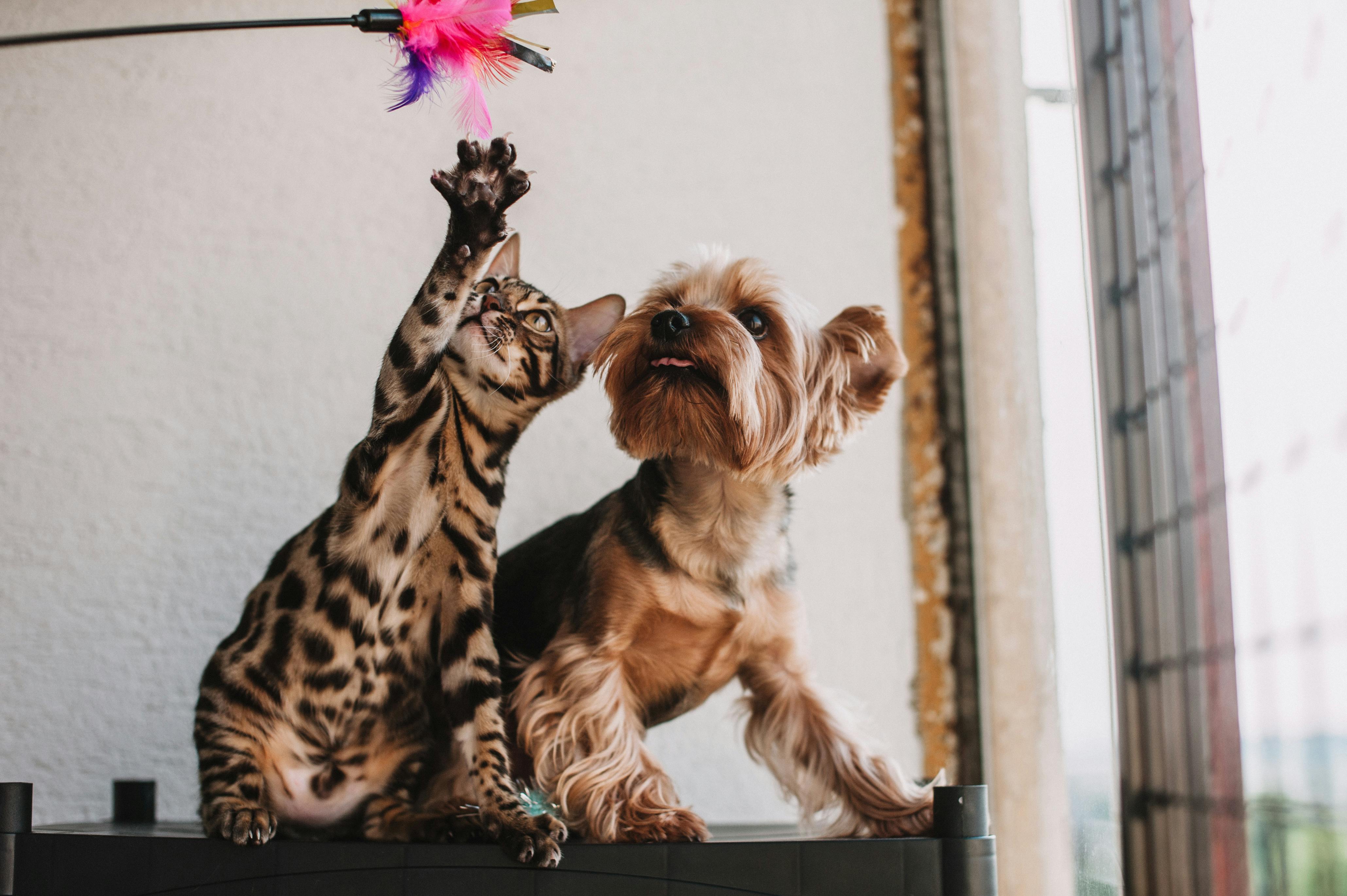 Zarpas y Colmillos, protectora, animales, adopción, perros, gatos, madrid, leganés, adopta