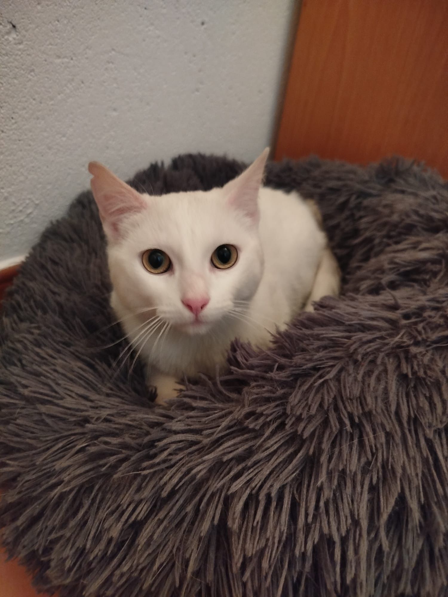 Zarpas y Colmillos, protectora, animales, adopción, perros, gatos, madrid, leganés, adopta