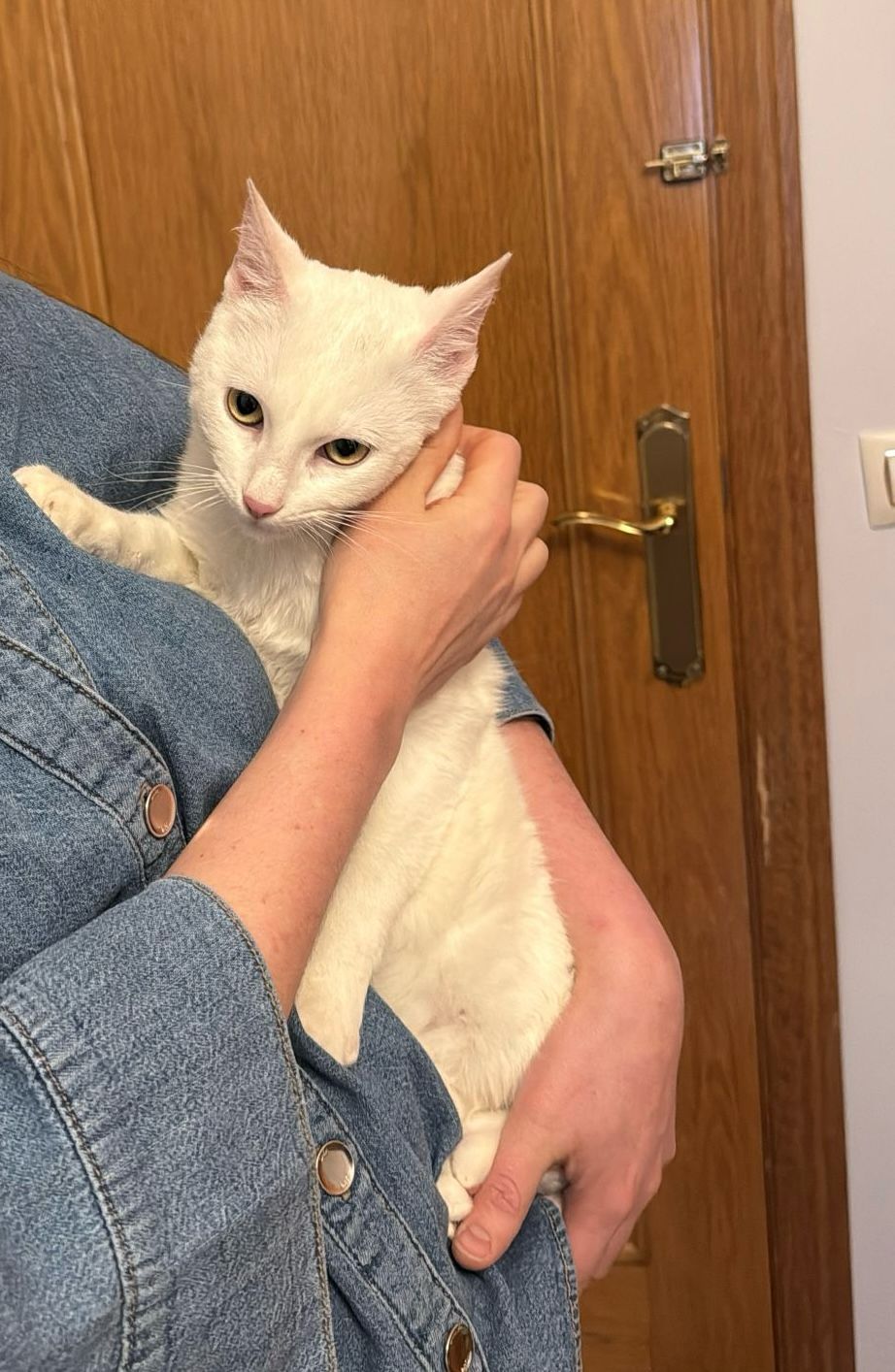 Zarpas y Colmillos, protectora, animales, adopción, perros, gatos, madrid, leganés, adopta