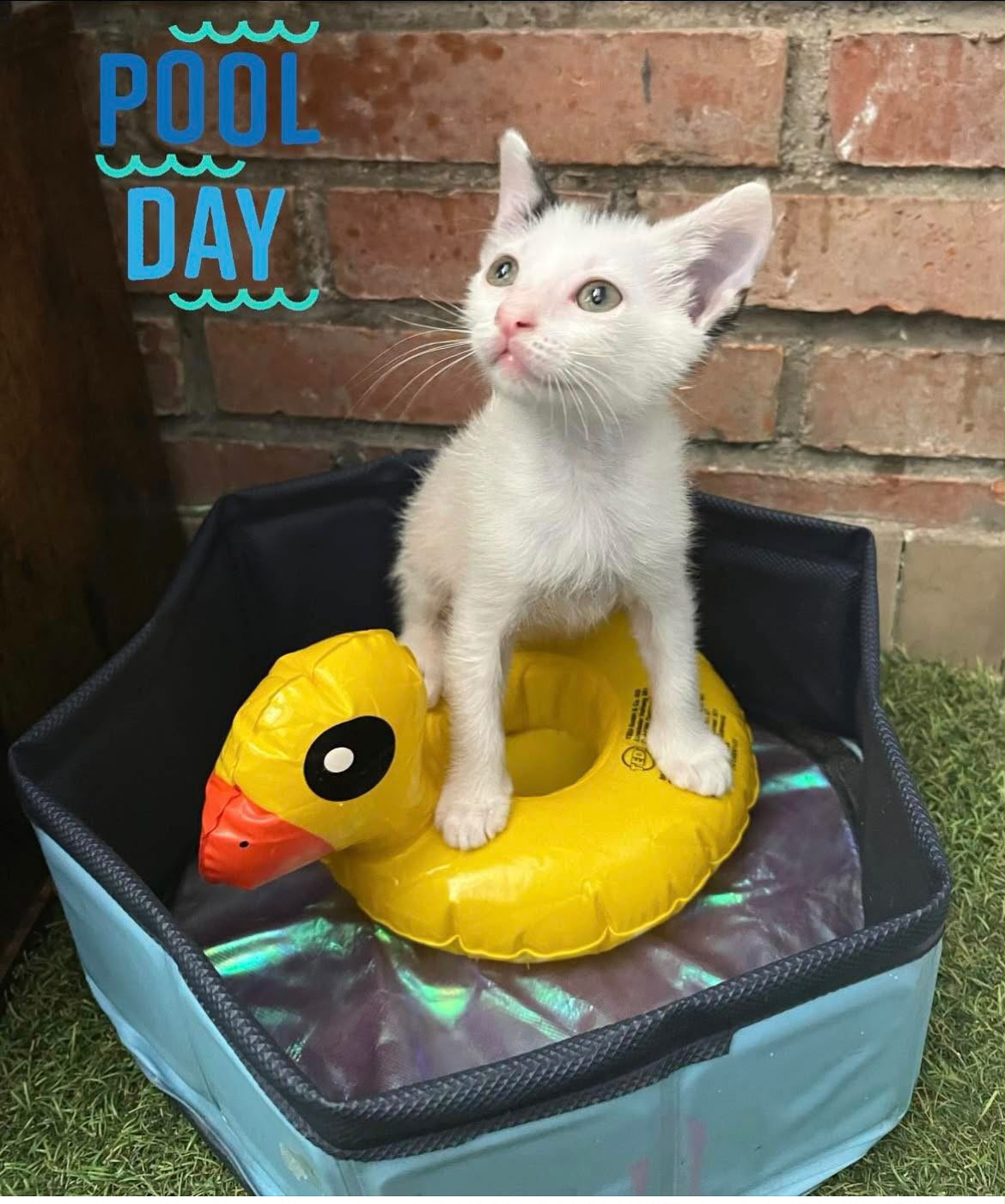 Zarpas y Colmillos, protectora, animales, adopción, perros, gatos, madrid, leganés, adopta