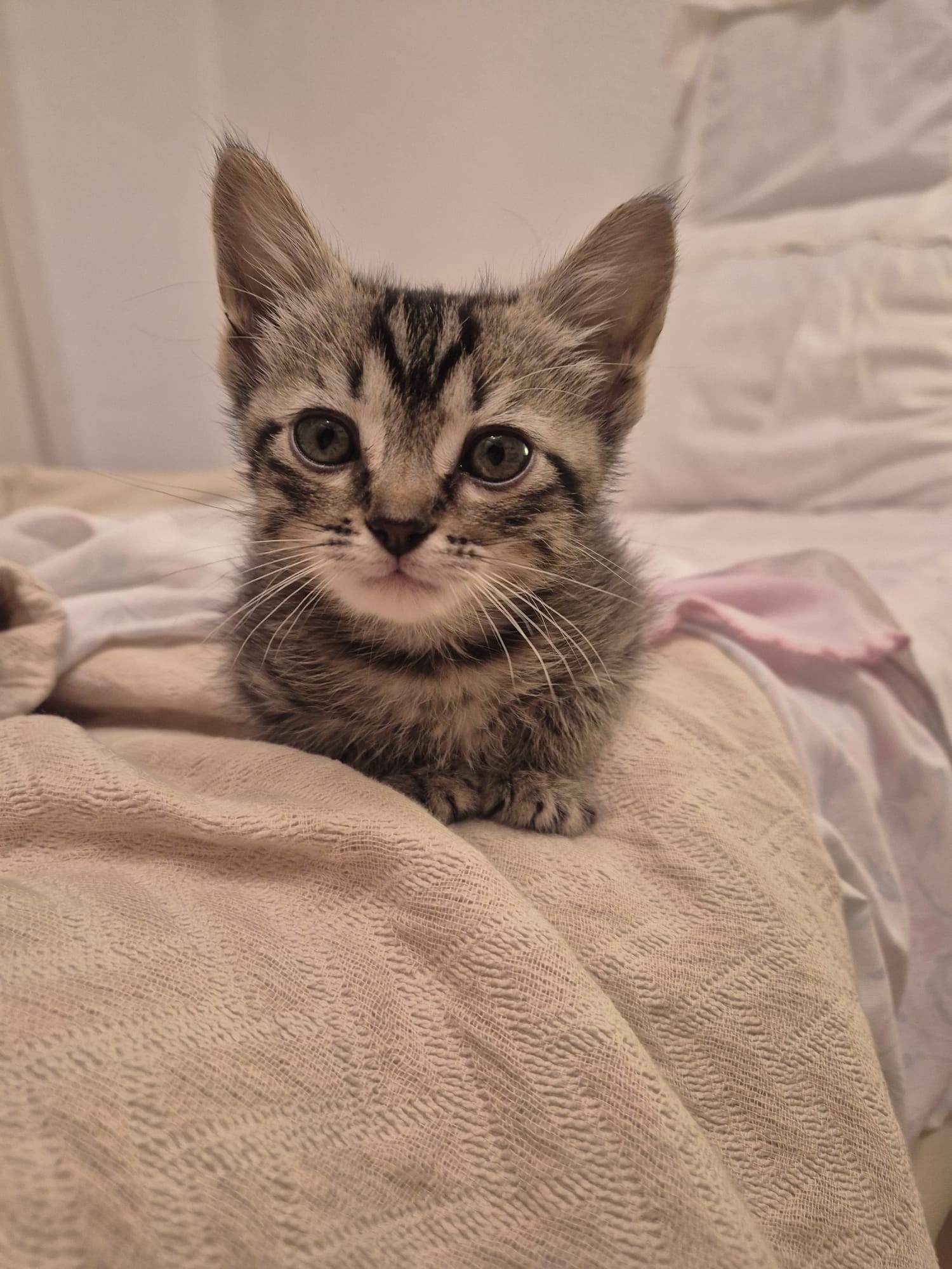 Zarpas y Colmillos, protectora, animales, adopción, perros, gatos, madrid, leganés, adopta