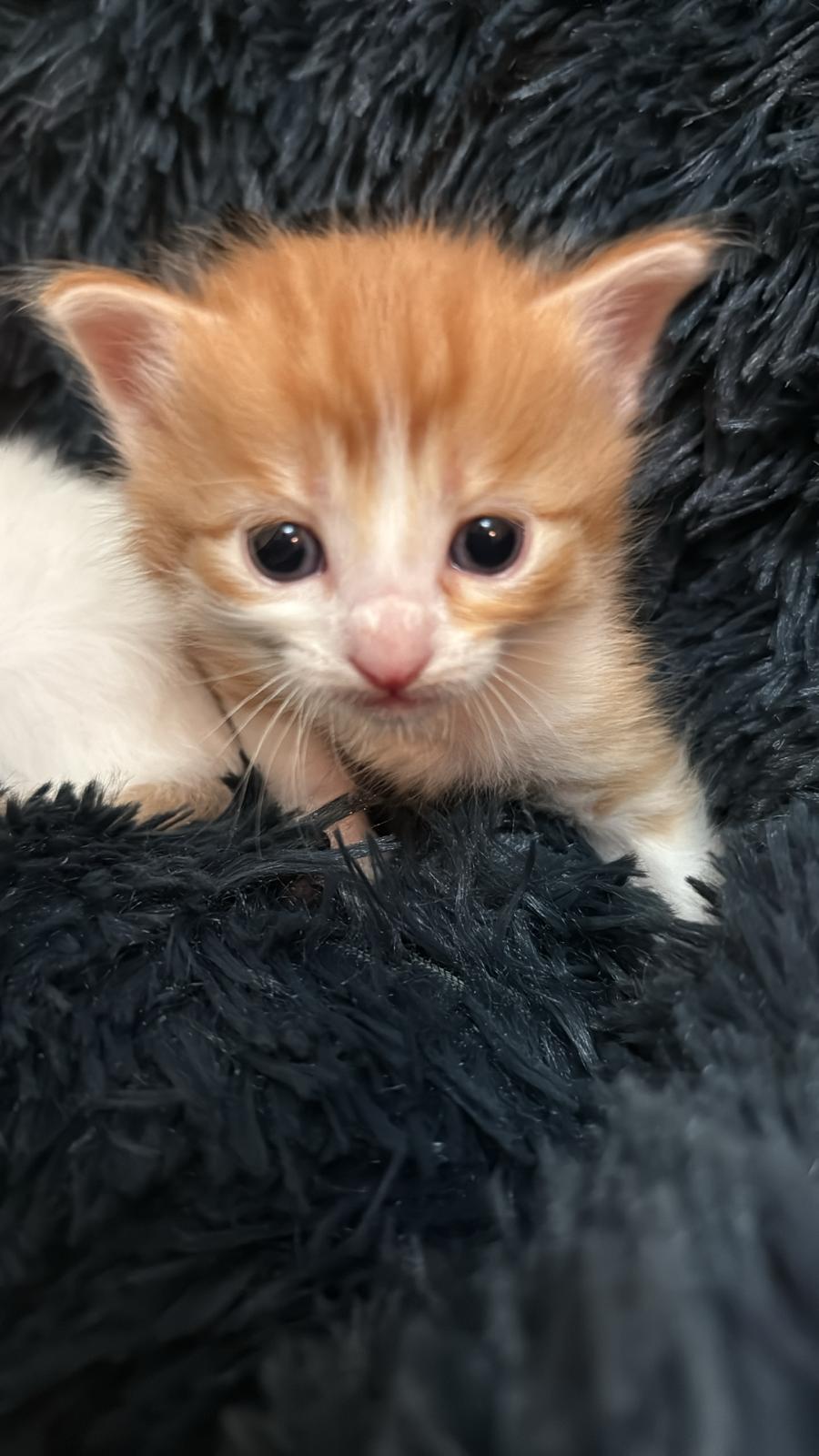 Zarpas y Colmillos, protectora, animales, adopción, perros, gatos, madrid, leganés, adopta