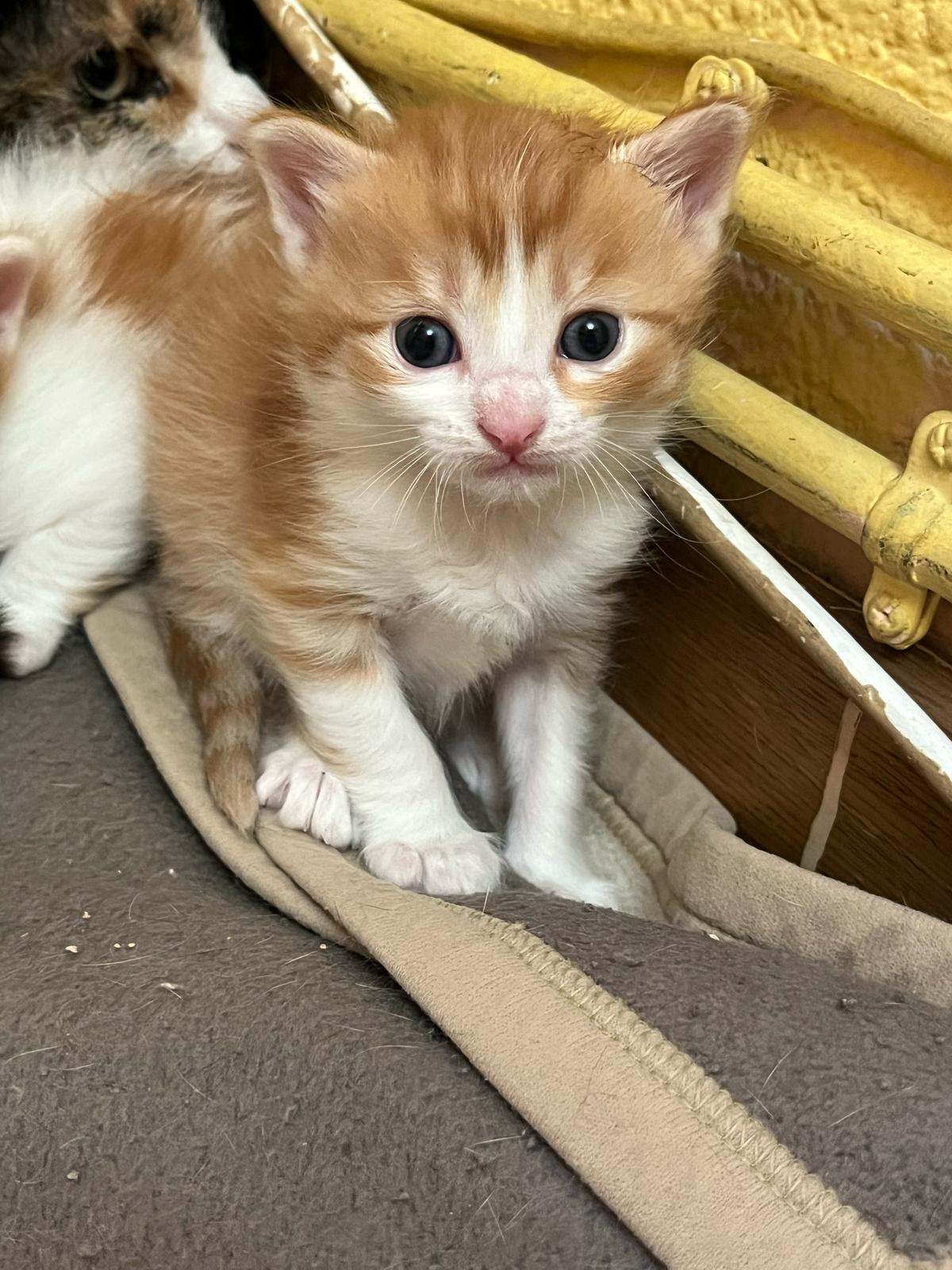 Zarpas y Colmillos, protectora, animales, adopción, perros, gatos, madrid, leganés, adopta