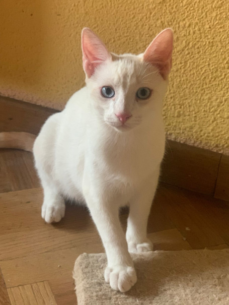 Zarpas y Colmillos, protectora, animales, adopción, perros, gatos, madrid, leganés, adopta