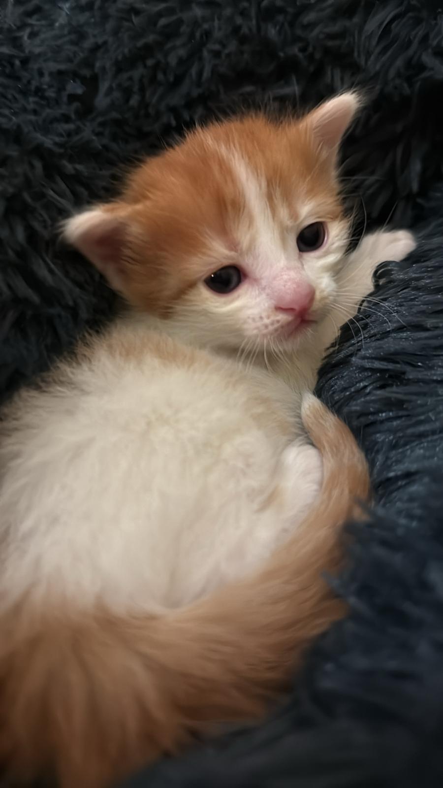 Zarpas y Colmillos, protectora, animales, adopción, perros, gatos, madrid, leganés, adopta