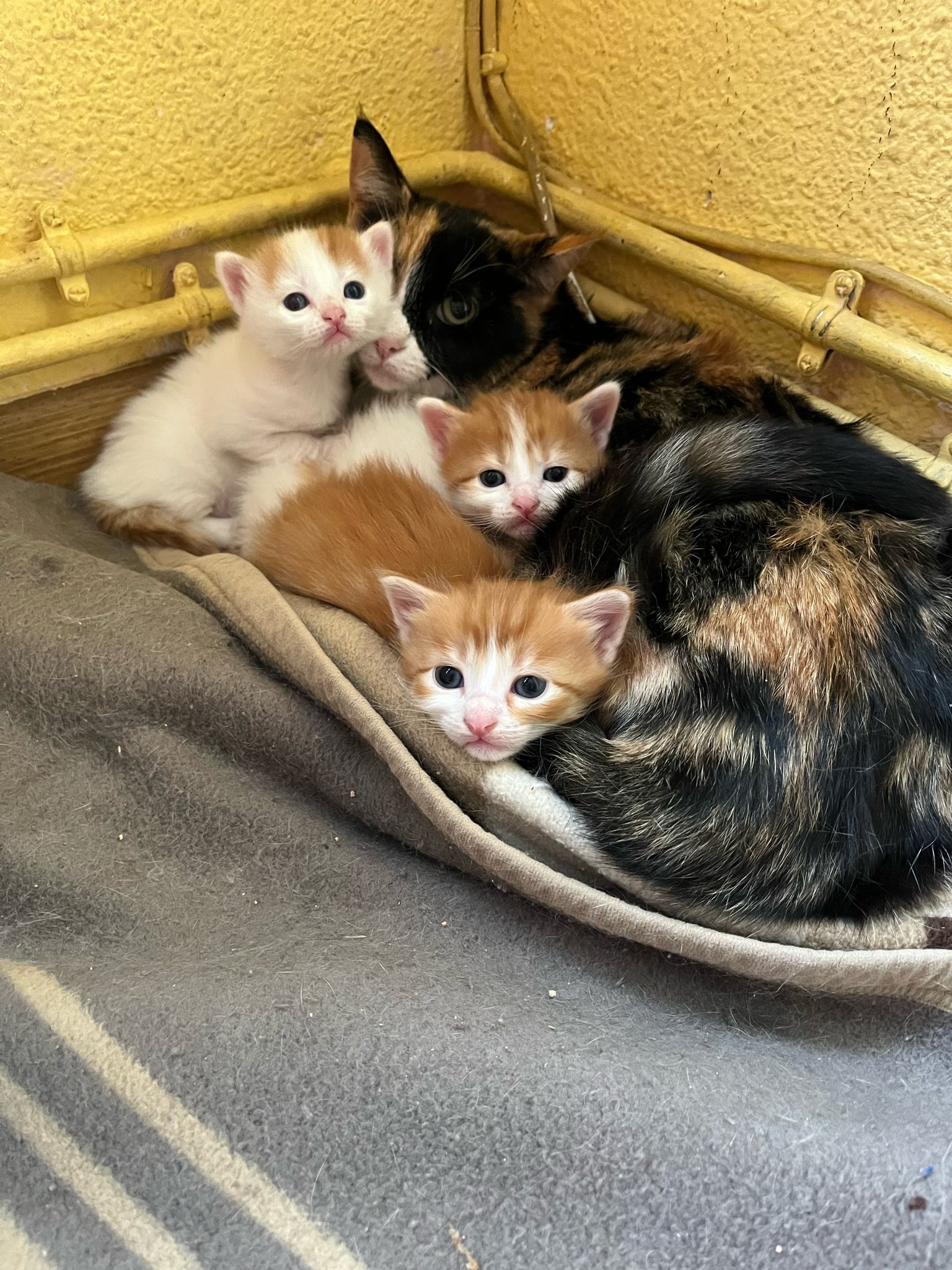 Zarpas y Colmillos, protectora, animales, adopción, perros, gatos, madrid, leganés, adopta