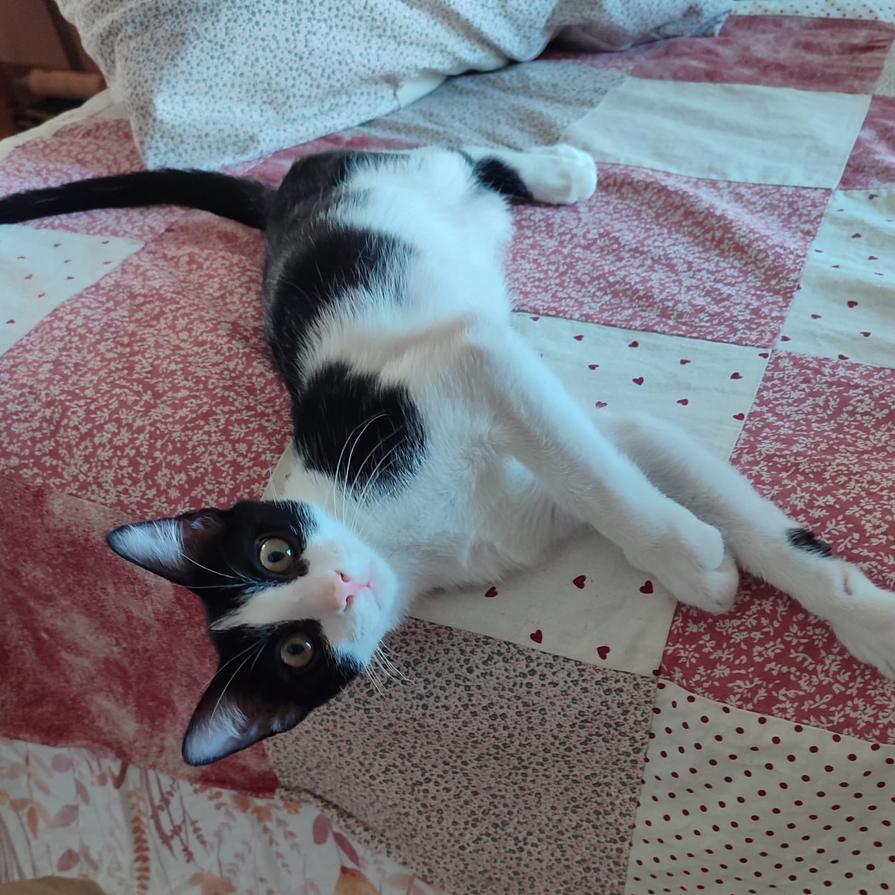 Zarpas y Colmillos, protectora, animales, adopción, perros, gatos, madrid, leganés, adopta