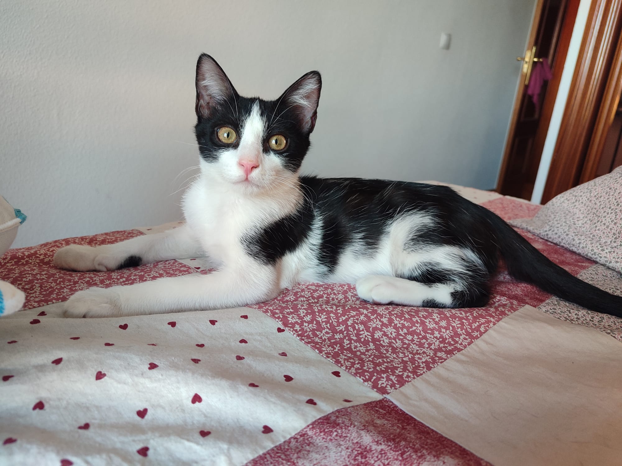 Zarpas y Colmillos, protectora, animales, adopción, perros, gatos, madrid, leganés, adopta