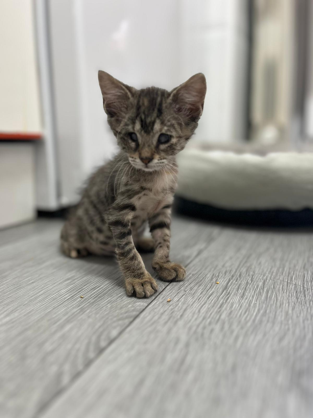 Zarpas y Colmillos, protectora, animales, adopción, perros, gatos, madrid, leganés, adopta