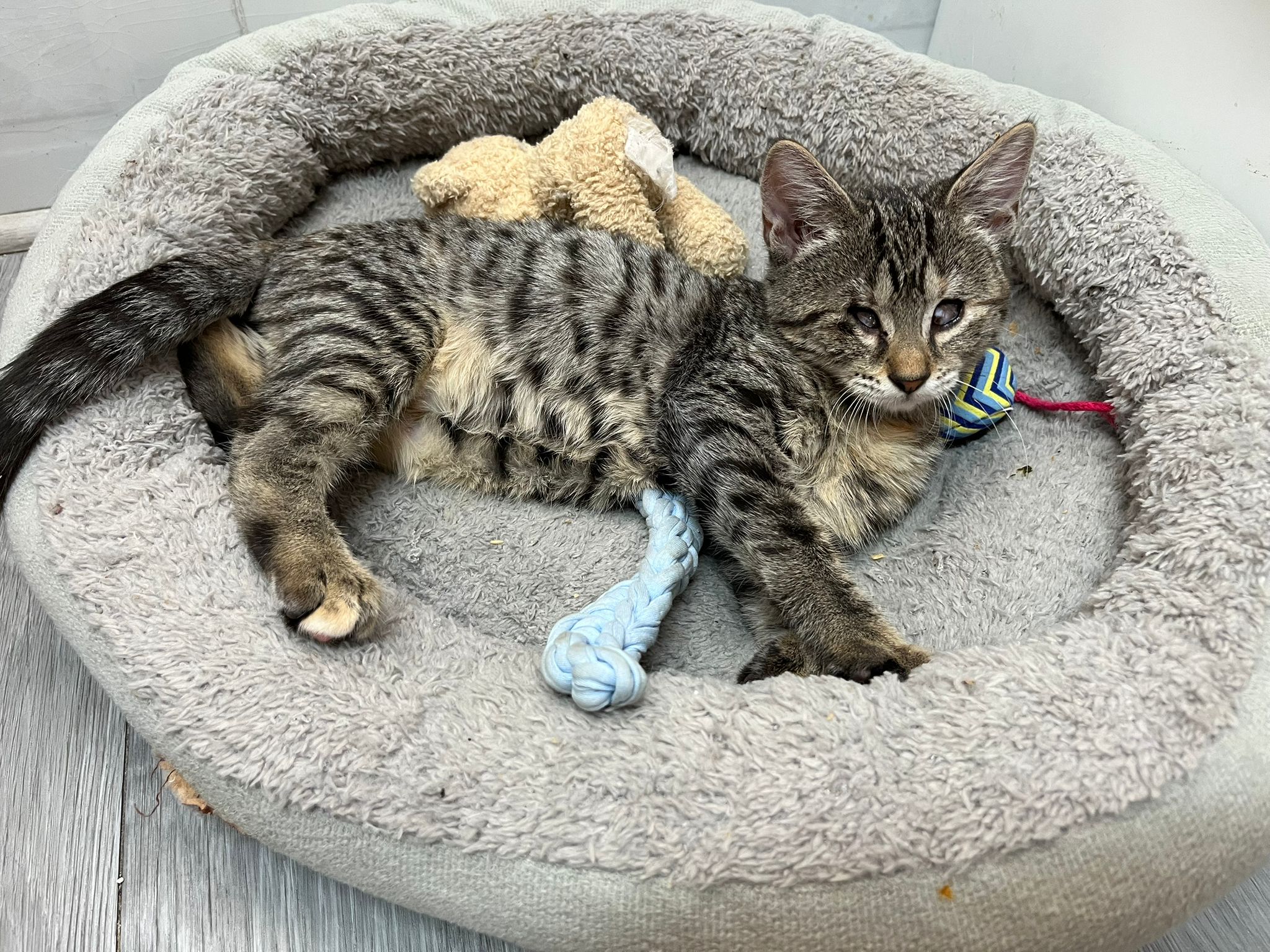 Zarpas y Colmillos, protectora, animales, adopción, perros, gatos, madrid, leganés, adopta