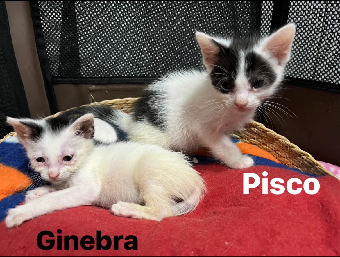 Zarpas y Colmillos, protectora, animales, adopción, perros, gatos, madrid, leganés, adopta