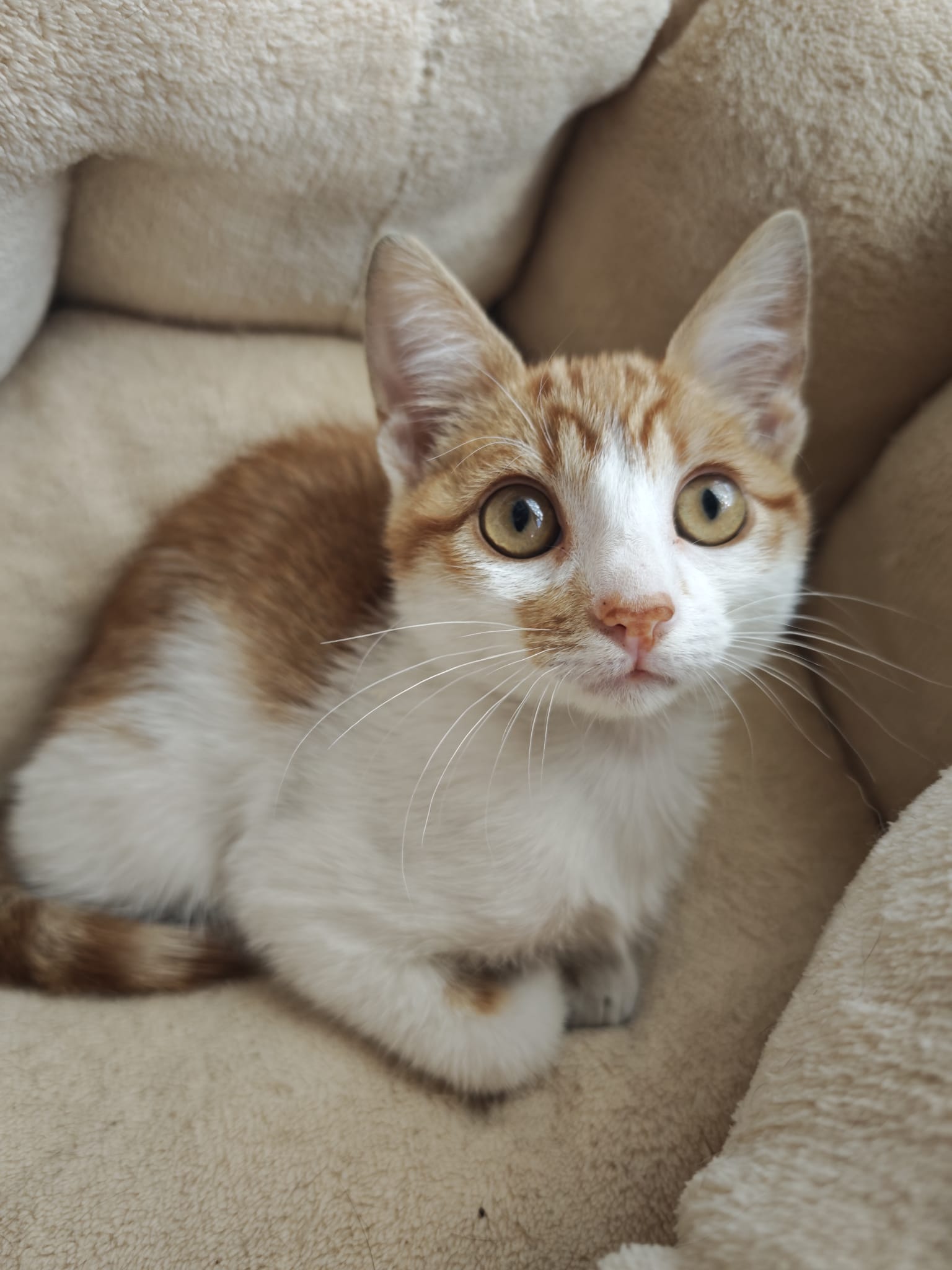 Zarpas y Colmillos, protectora, animales, adopción, perros, gatos, madrid, leganés, adopta