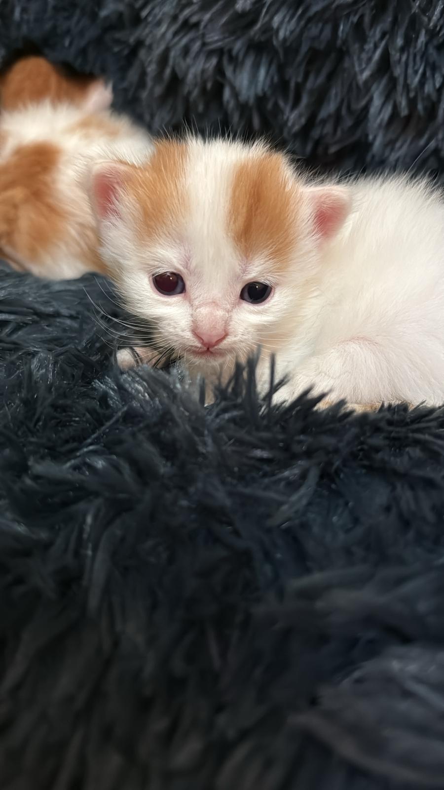 Zarpas y Colmillos, protectora, animales, adopción, perros, gatos, madrid, leganés, adopta
