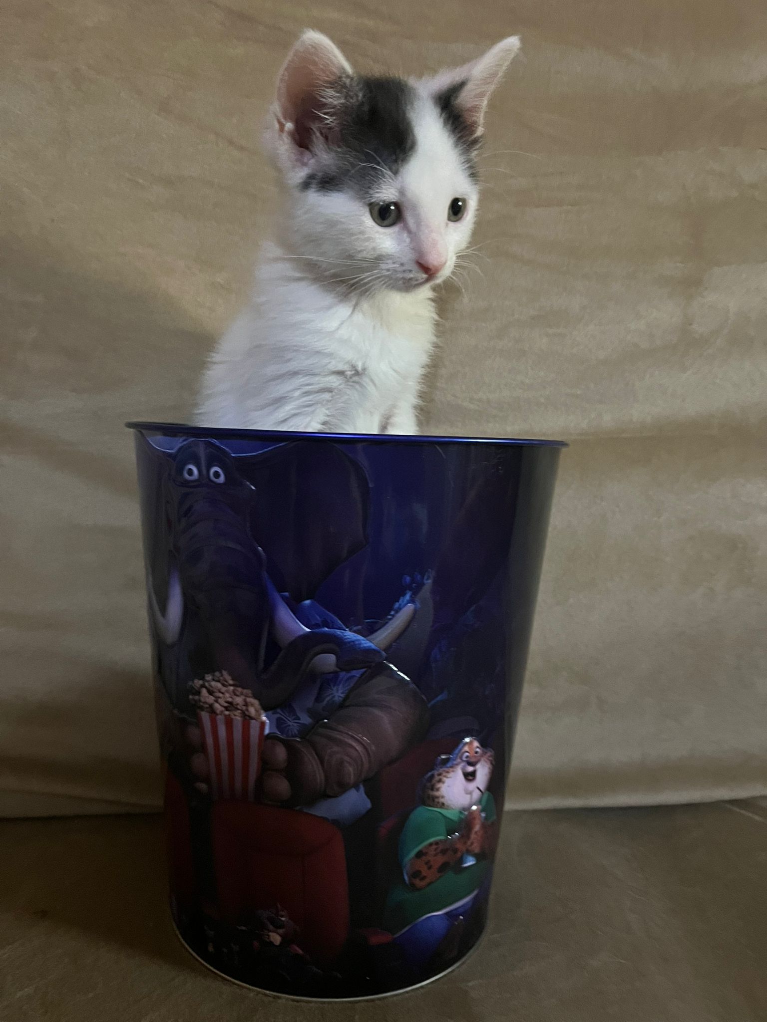 Zarpas y Colmillos, protectora, animales, adopción, perros, gatos, madrid, leganés, adopta