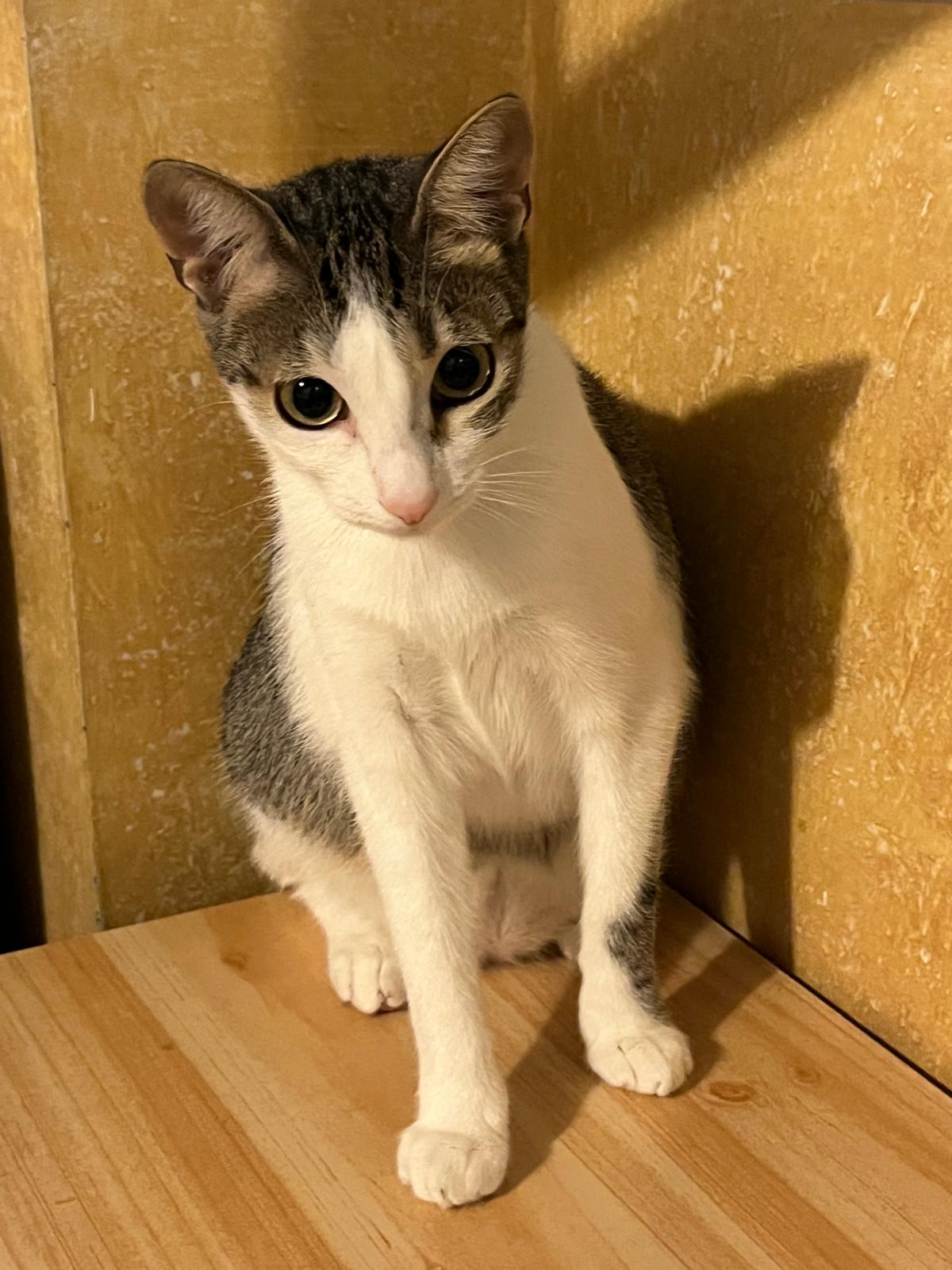 Zarpas y Colmillos, protectora, animales, adopción, perros, gatos, madrid, leganés, adopta