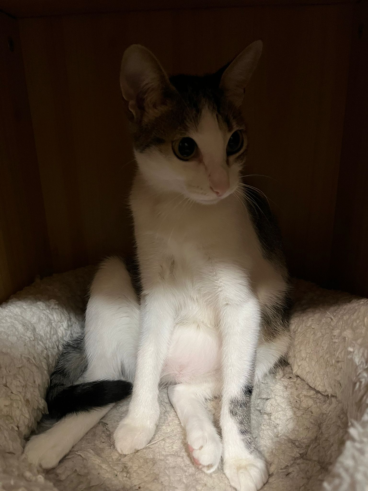 Zarpas y Colmillos, protectora, animales, adopción, perros, gatos, madrid, leganés, adopta