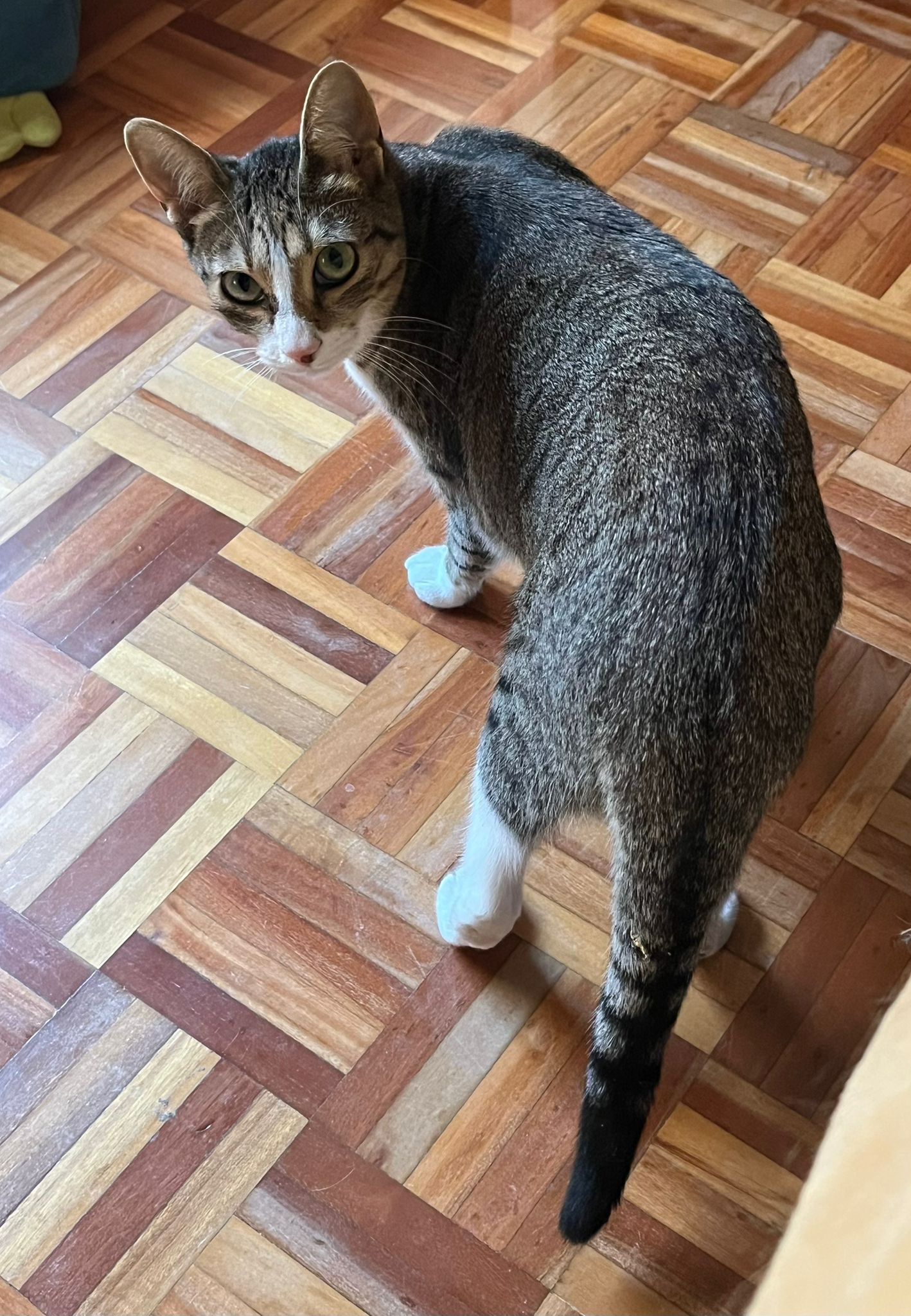 Zarpas y Colmillos, protectora, animales, adopción, perros, gatos, madrid, leganés, adopta