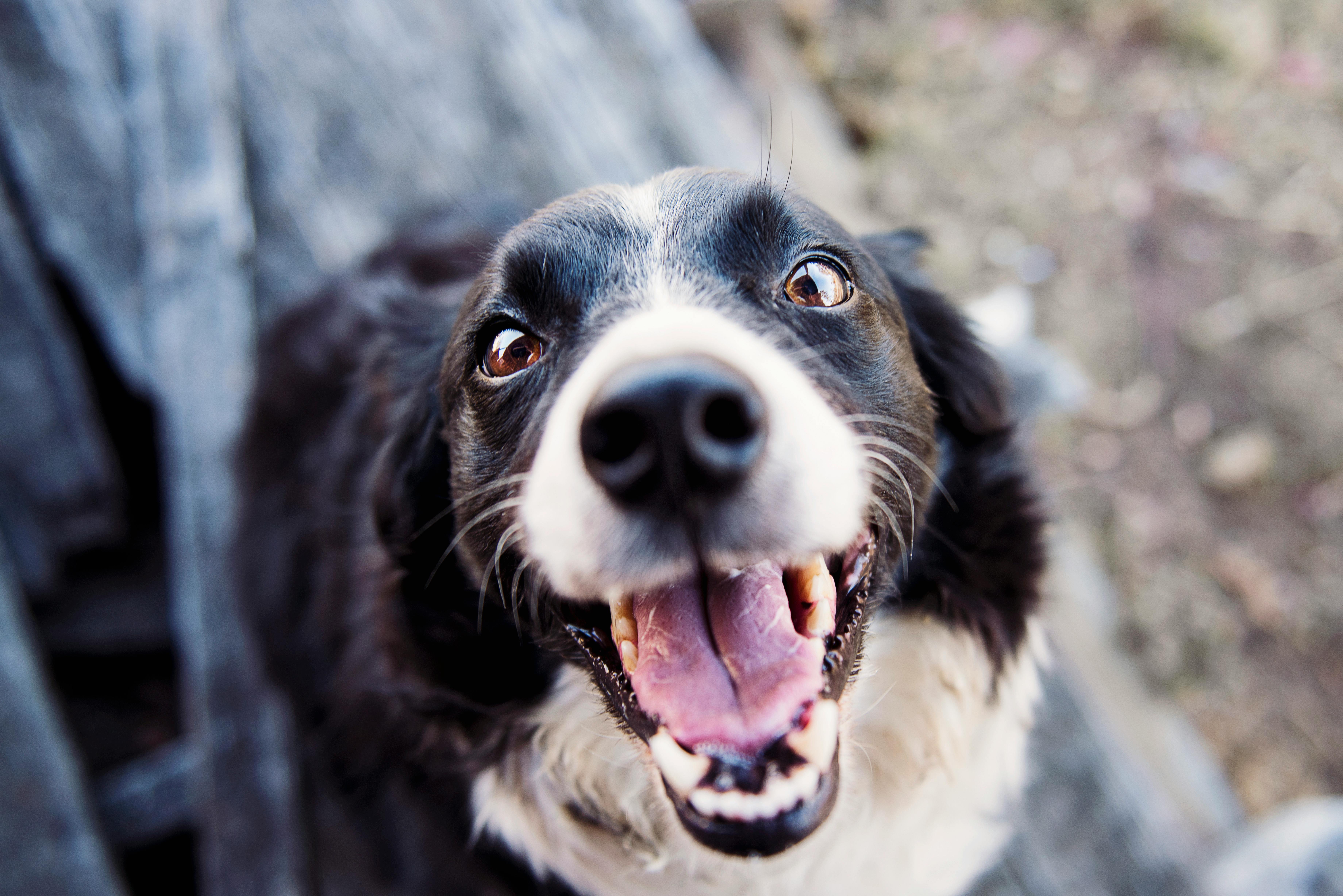 Zarpas y Colmillos, protectora, animales, adopción, perros, gatos, madrid, leganés, adopta