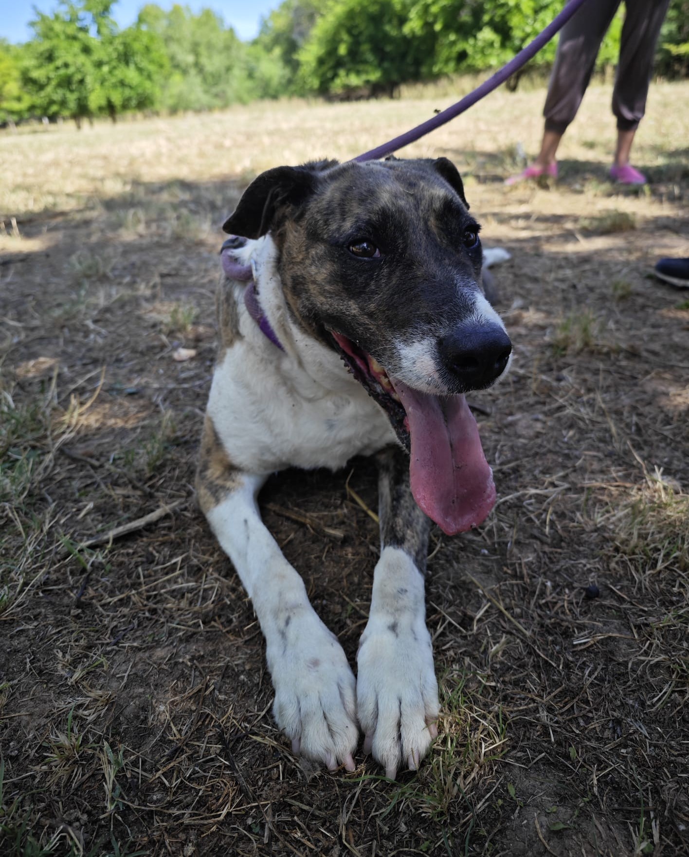 Zarpas y Colmillos, protectora, animales, adopción, perros, gatos, madrid, leganés, adopta