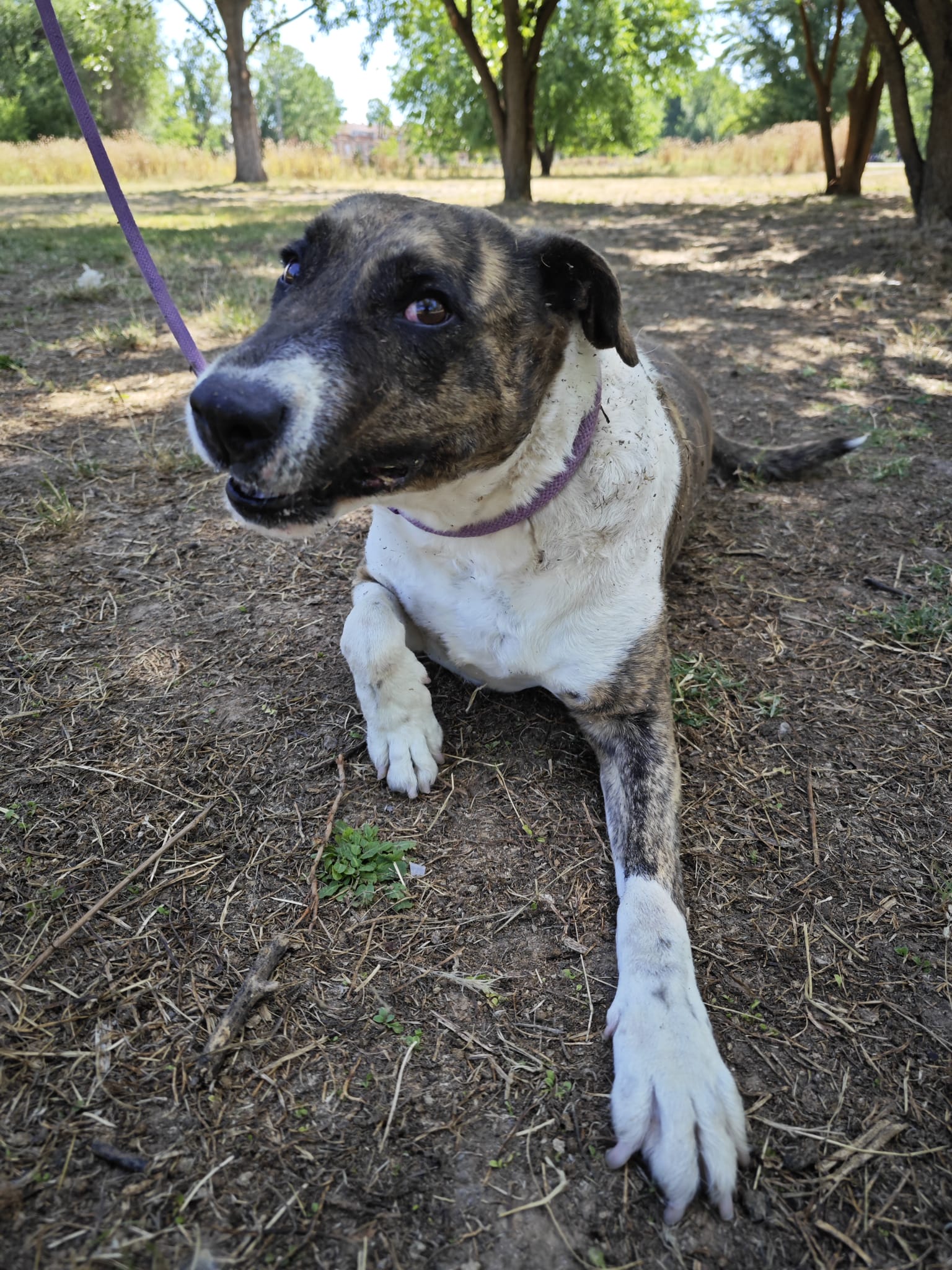 Zarpas y Colmillos, protectora, animales, adopción, perros, gatos, madrid, leganés, adopta