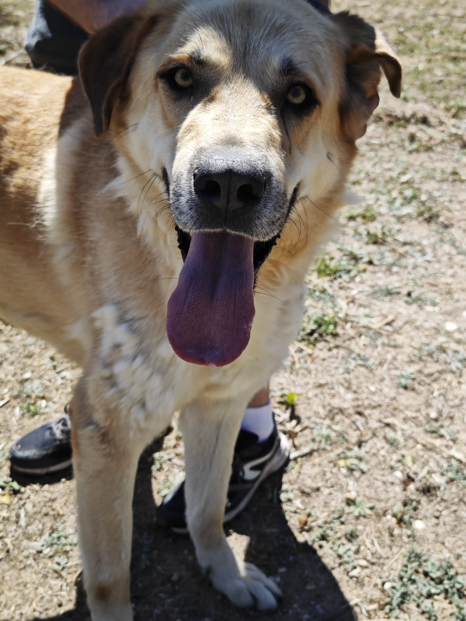 Zarpas y Colmillos, protectora, animales, adopción, perros, gatos, madrid, leganés, adopta