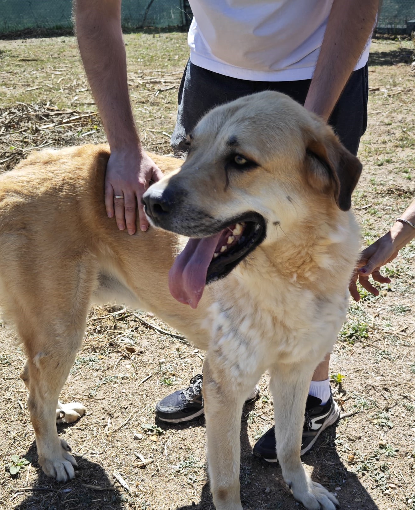 Zarpas y Colmillos, protectora, animales, adopción, perros, gatos, madrid, leganés, adopta